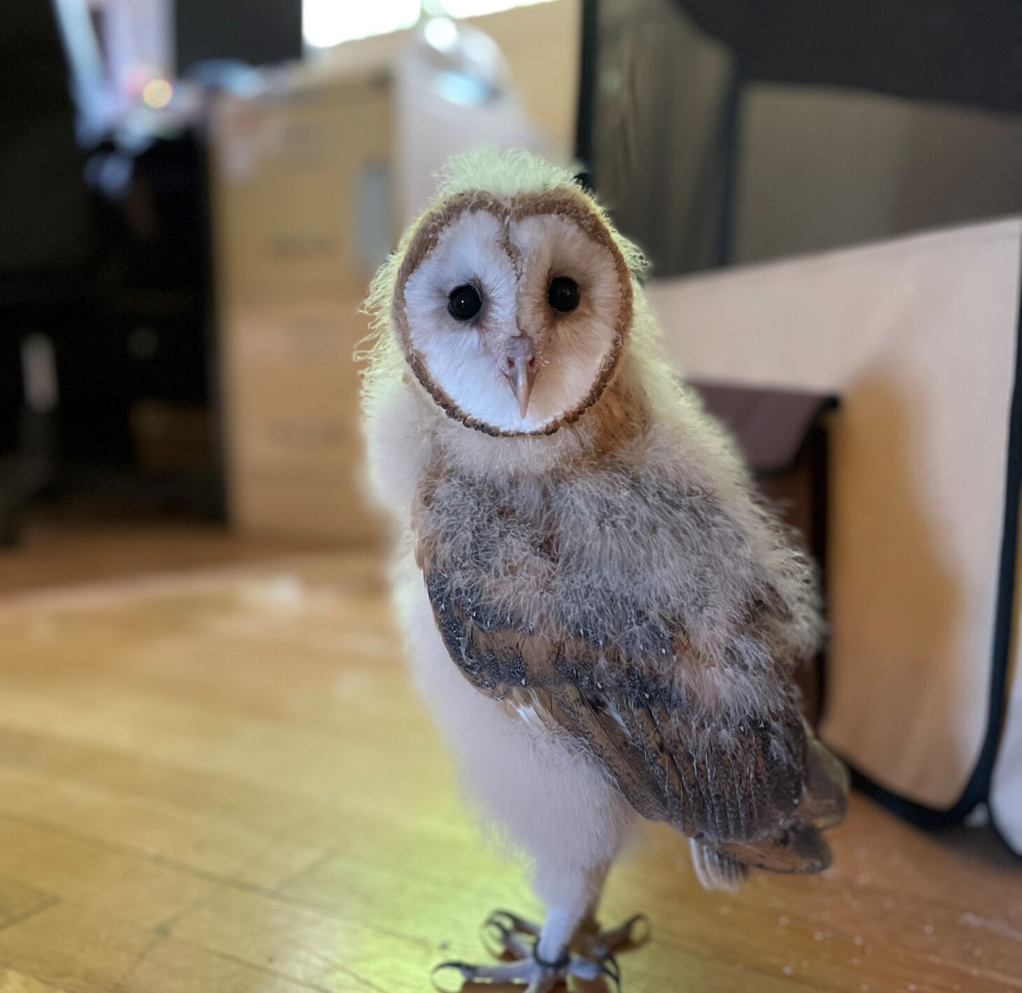 Obi